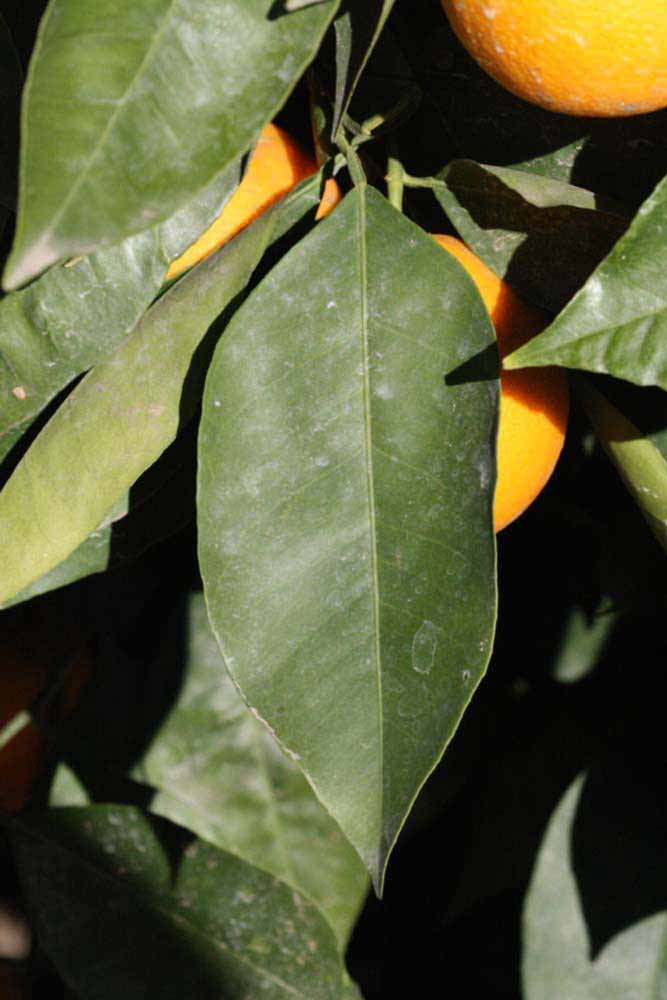              Unifoliolate leaf (Riverside, CA)       